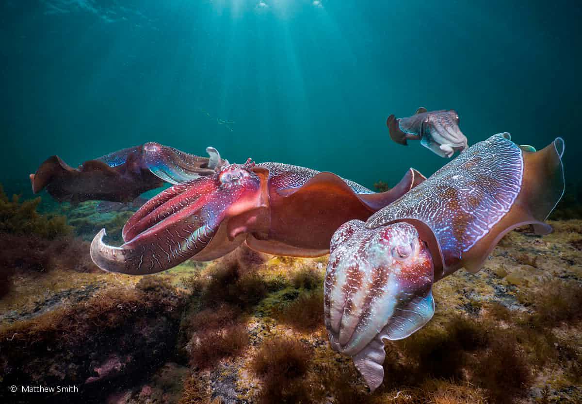 عکاسی طبیعت استرالیا