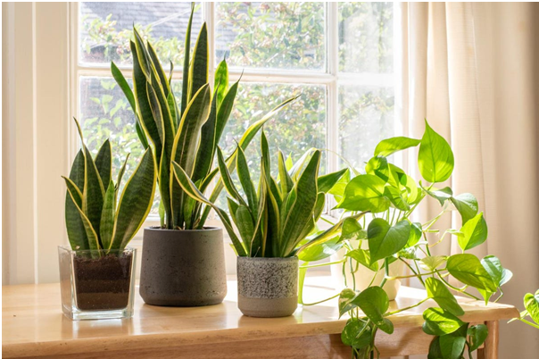 گل‌های آپارتمانی