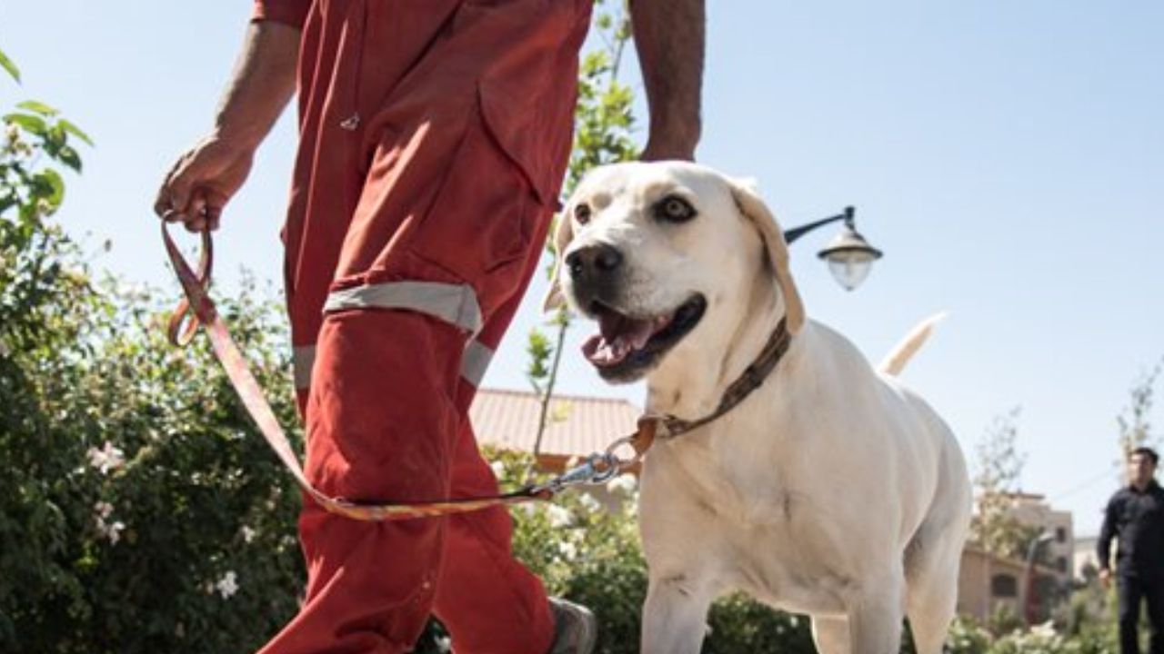 سگ زنده یاب