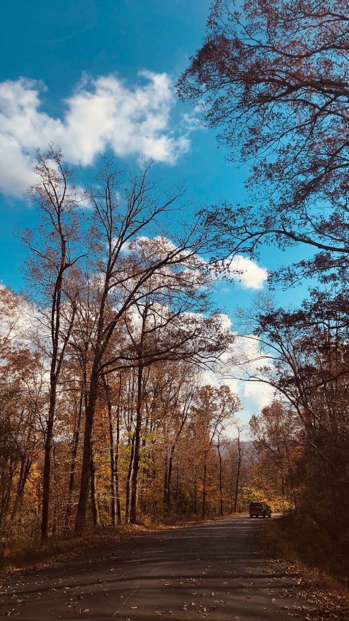 پاییز برگ پاییز مونا کاظمی، آمریکا