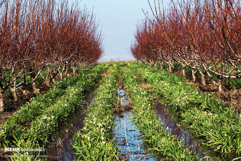 برداشت گل نرگس