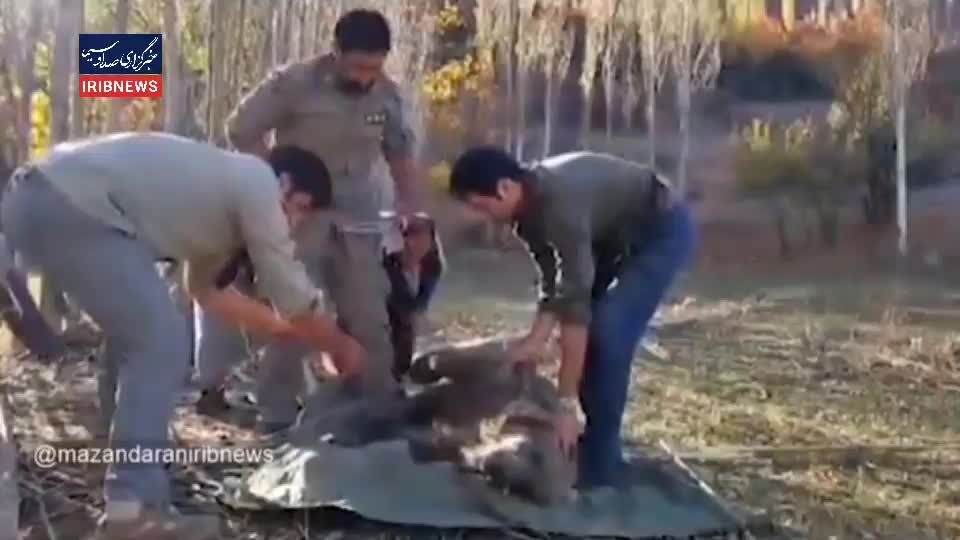 ببینید | نجات خرس قهوه‌ای از تله توسط محیط‌بانان
