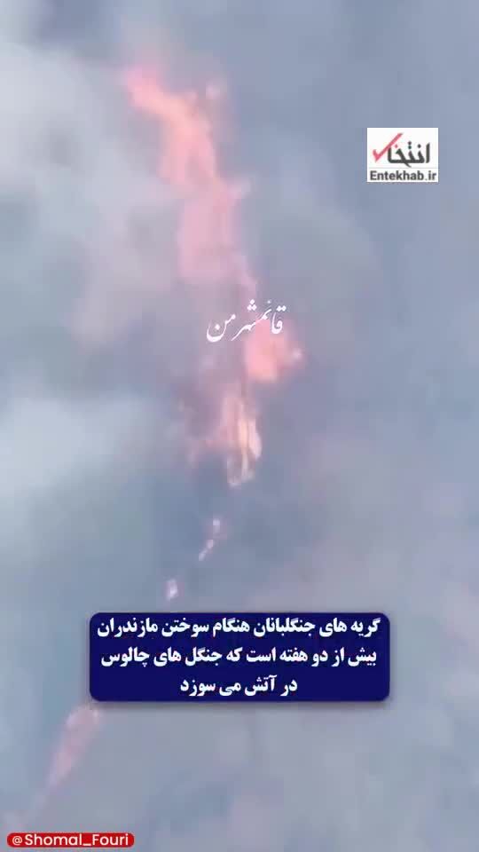 ببینید| گریه‌های جنگلبانان هنگام سوختن درختان چندهزارساله جنگل‌ هیرکانی