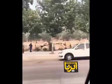  ببینید| آتش‌سوزی در باغات چمران شیراز جنب بیمارستان اردیبهشت