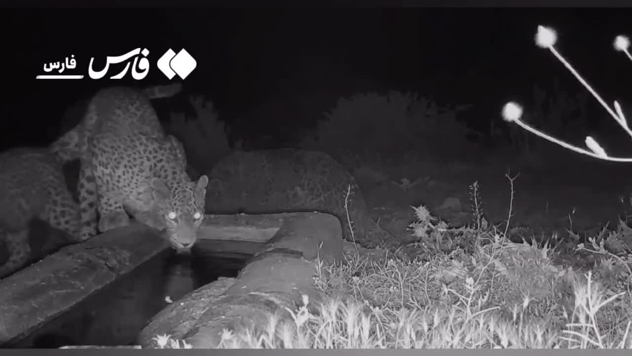 ببینید| شکار لحظه‌ای آب‌نوشیدن دو قلاده پلنگ ایرانی