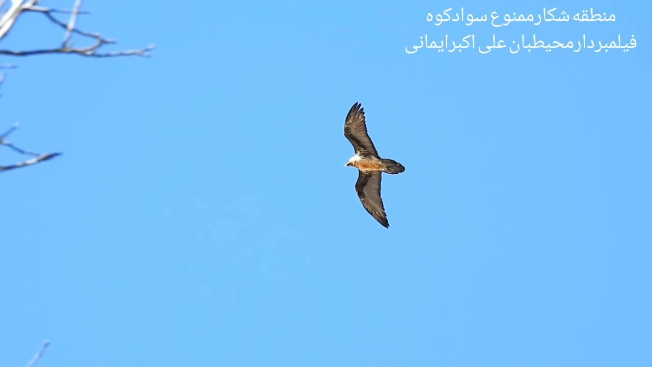 ببینید| پرواز پرنده افسانه‌ای هما ‌در ‌‌آسمان سوادکوه 