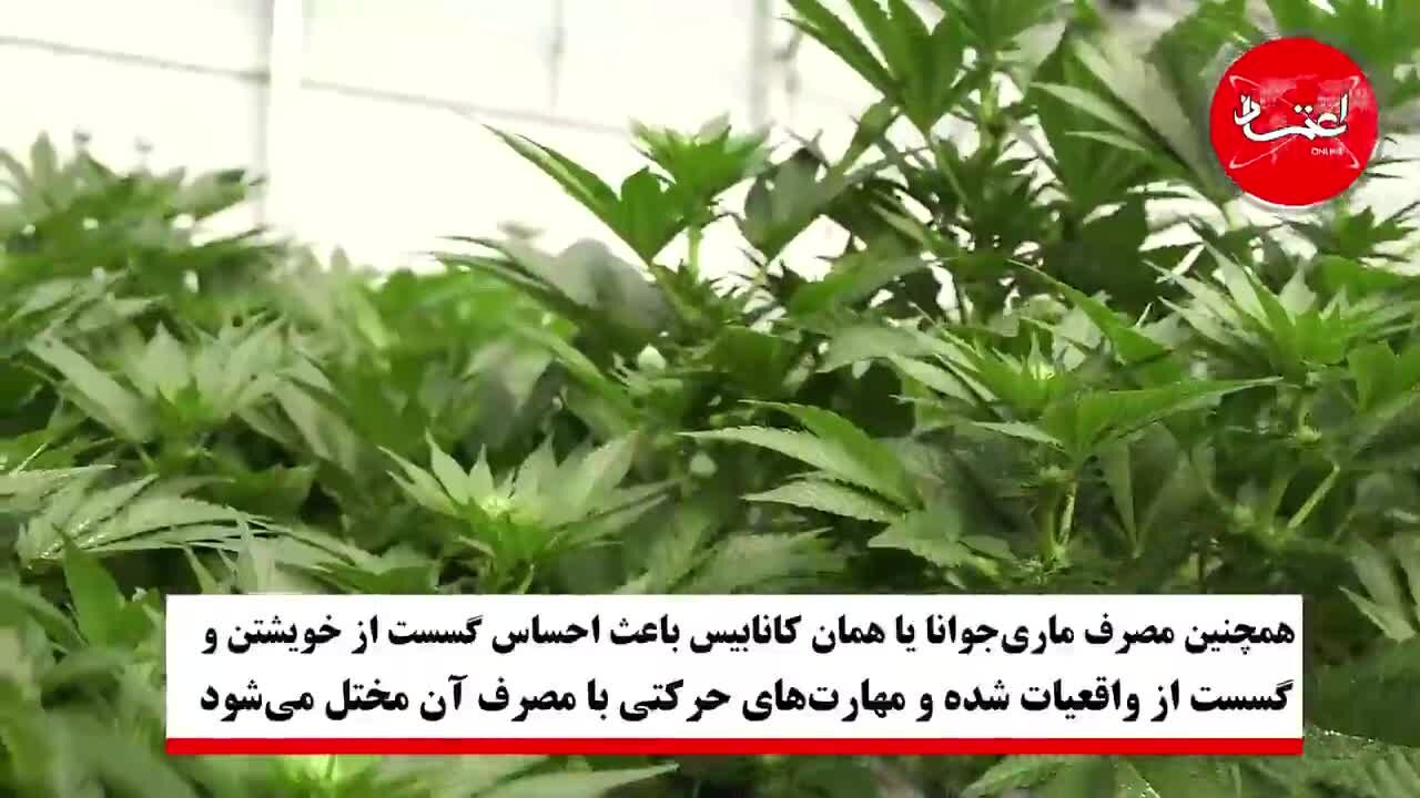 آیا ماری‌‌جوانا اعتیادآور است؟