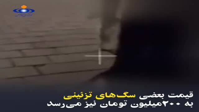 هزینه یک روز نگهداری از سگ چقدر است؟ + ویدئو