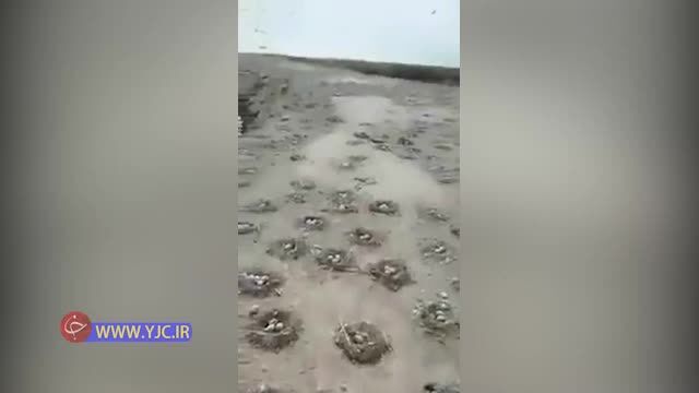 حال خوب تالاب هورالعظیم + ویدئو