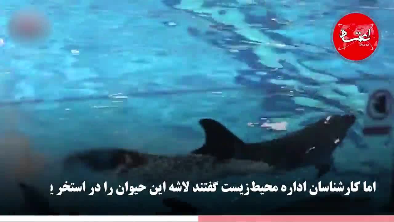 مرگ دلفین‌ها، علت تعطیلی دلفیناریوم برج میلاد