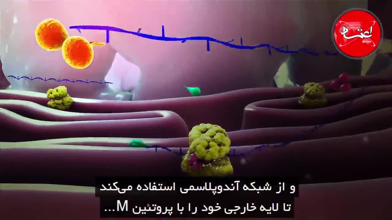 ویروس کرونا چگونه به انسان حمله می‌کند؟ (شبیه‌سازی 3D)