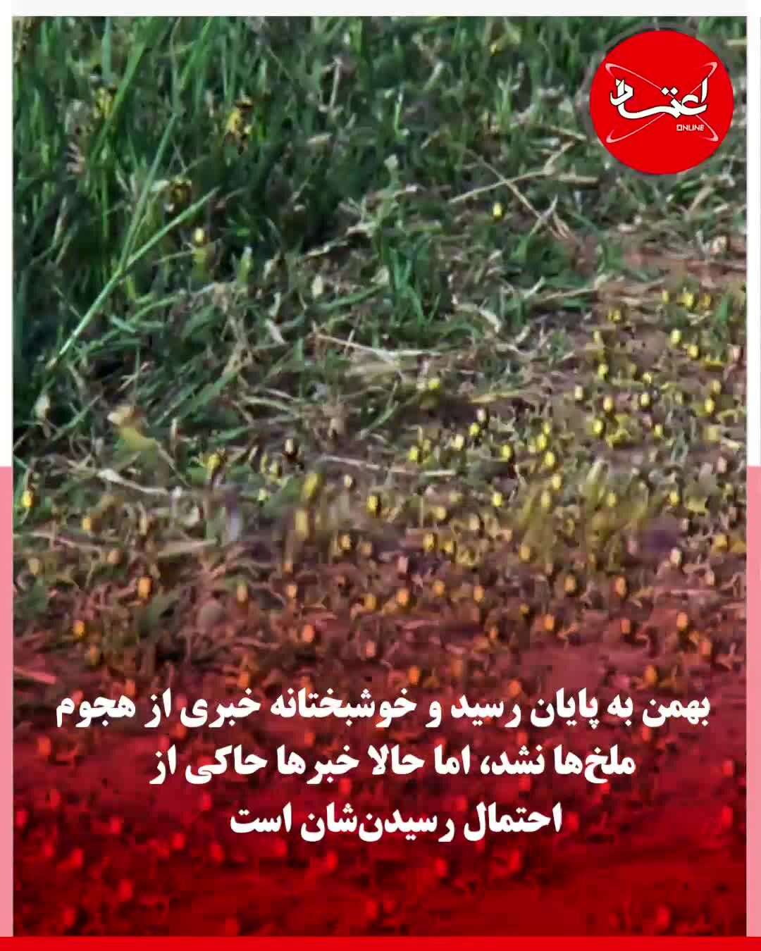 ملخ‌ها قبل از نوروز به ایران خواهند آمد؟