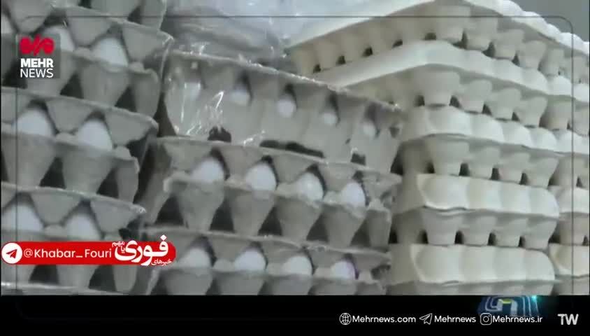 ببینید| چرا تخم مرغ گران شد؟