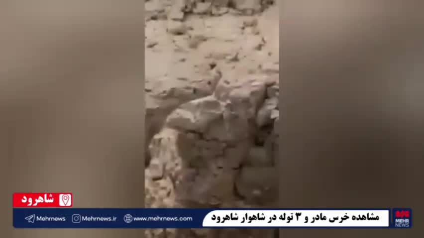 ببینید| حضور همزمان ۴ قلاده خرس در شاهوار شاهرود