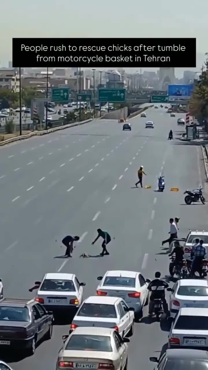 ببینید| واژگونی سبد موتورسوار و سرازیری جوجه اردک‌ها در وسط اتوبان
