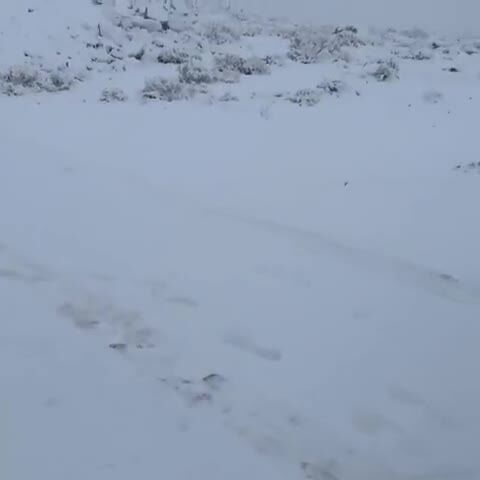 ویدئو| بارش برف سنگین در عربستان!