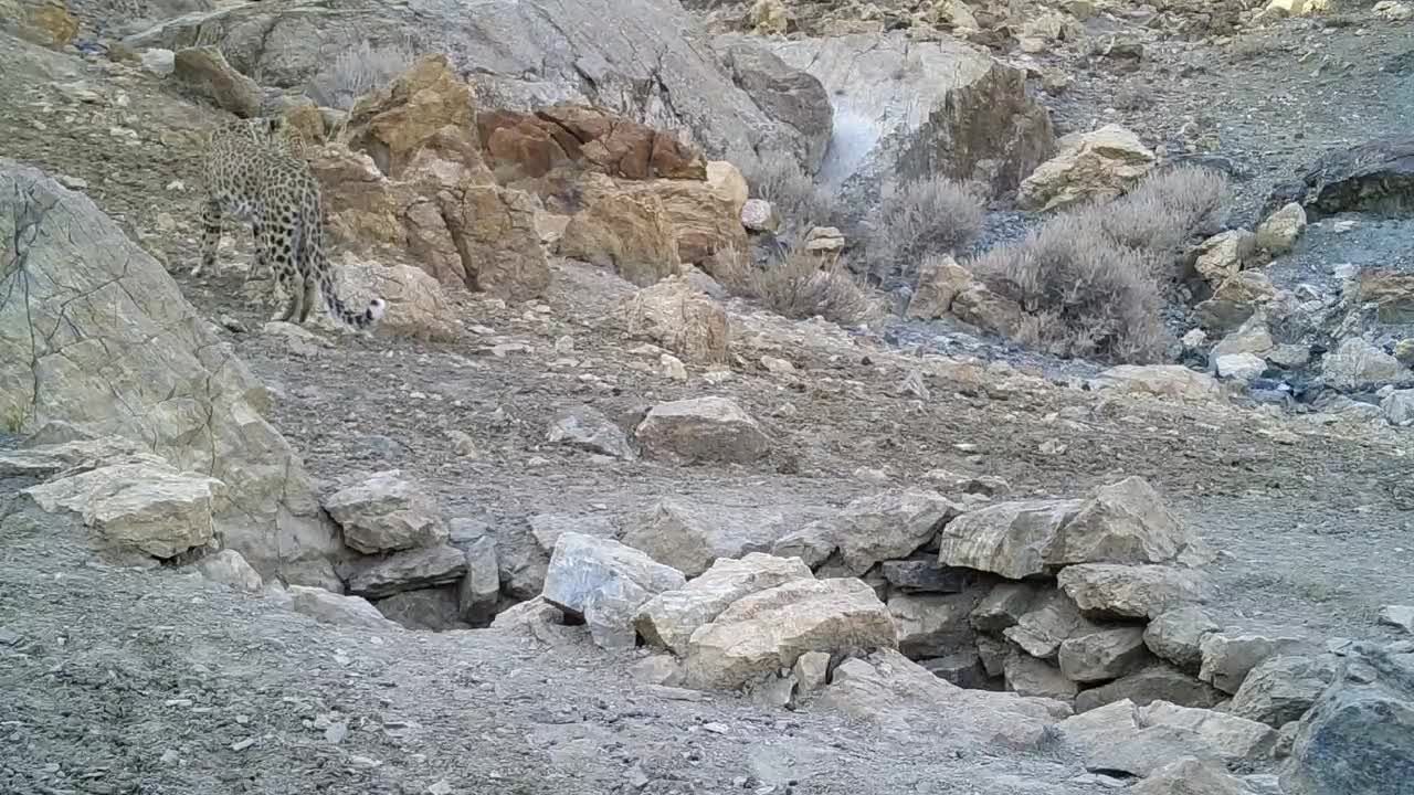 ببینید | ثبت تصویر پلنگ ایرانی برای نخستین‌بار در پارک ملی قطرویه