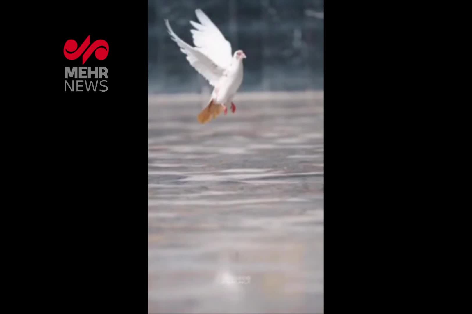 ببینید| بارش باران در حرم مطهر امام رضا(ع)