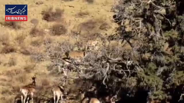 ببینید | قوچ و میش اوریال در پارک ملی گلستان