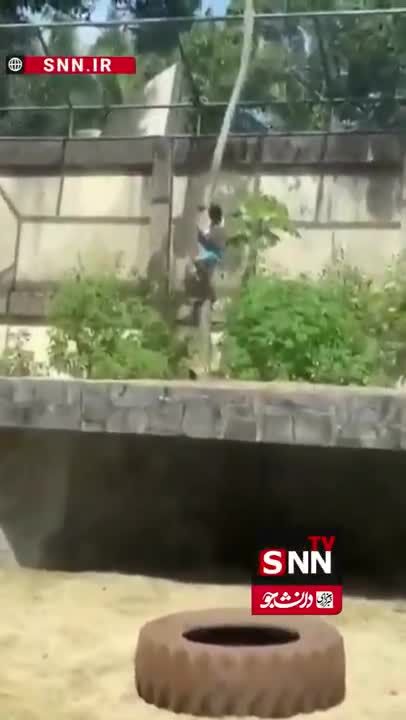 ببینید| حادثه وحشتناک در باغ‌وحش برزیل