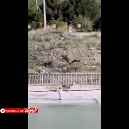 ببینید| حمله عقاب به یک کودک در ایران!