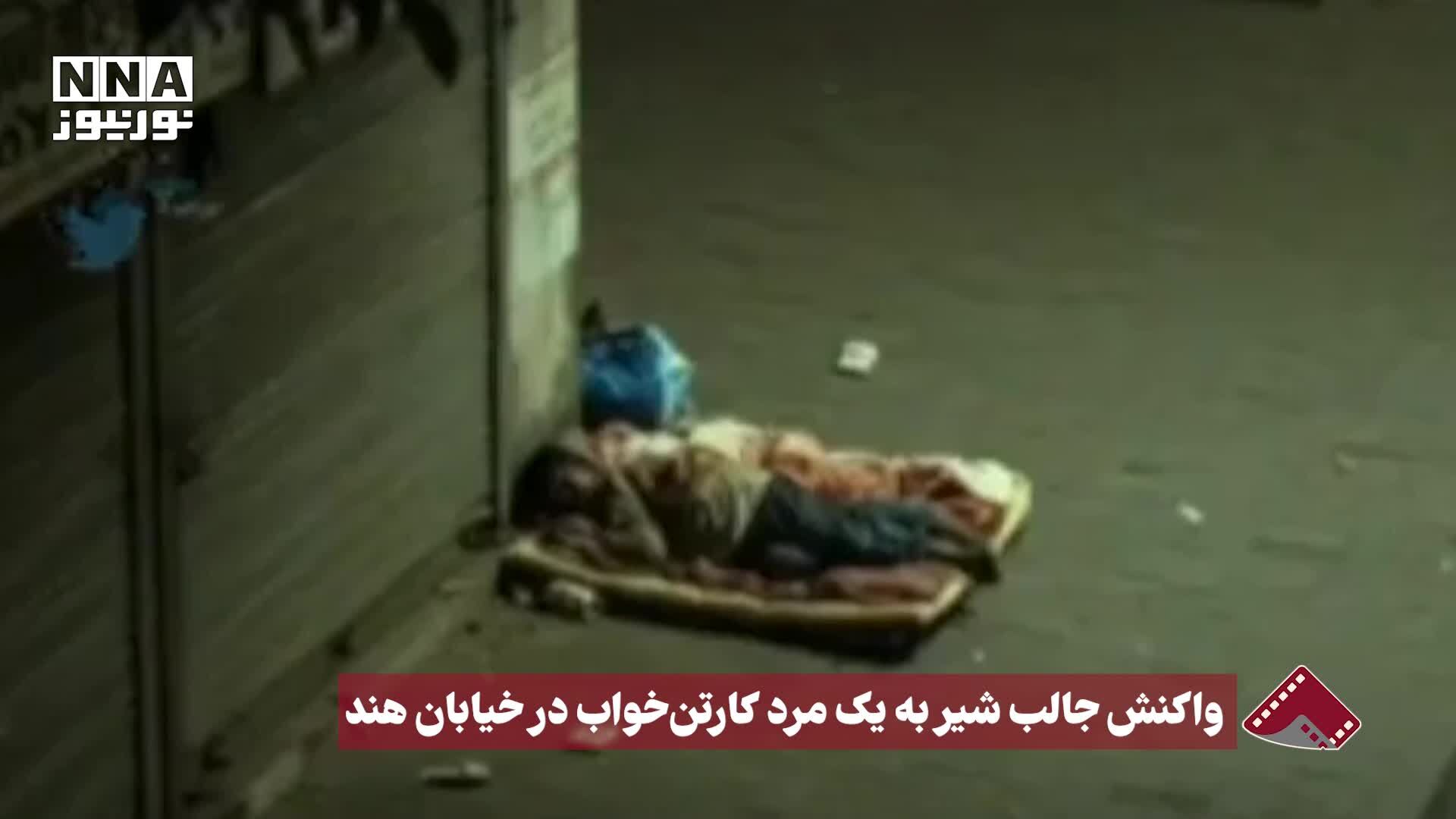 ببینید| واکنش جالب شیر به یک مرد کارتن‌خواب در خیابان هند